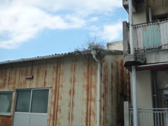 くさ 樋