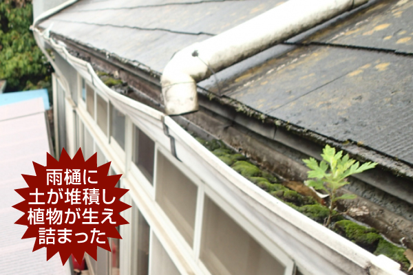 土が堆積し植物が生え詰まった